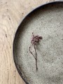 IMG_2032.jpeg